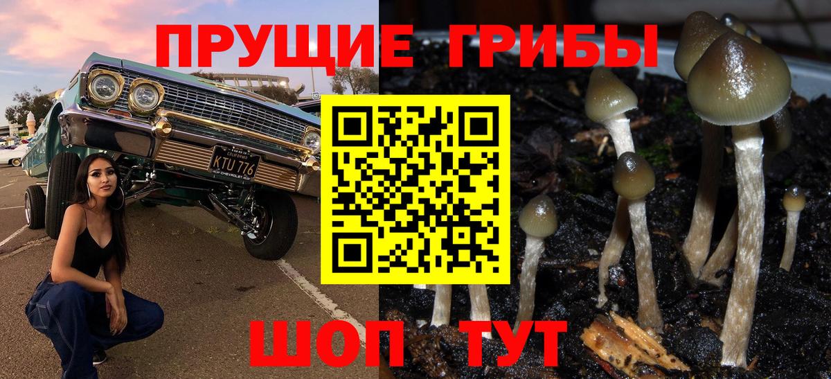 Галлюциногенные грибы Psilocybine cubensis Омск